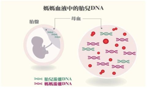 双胞胎香港验血含y,孕初期一招看男女